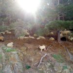 Samothraki
